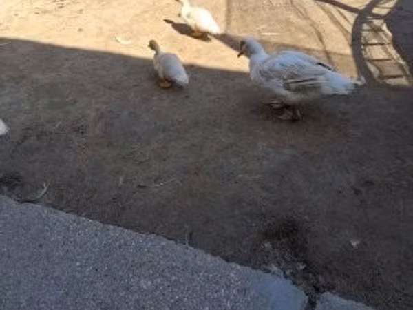Утки