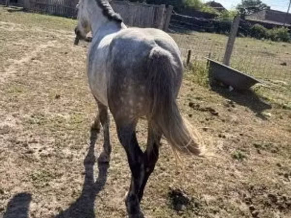 公马, Horses