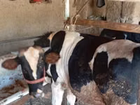 سانڈ, Russian Black pied cattle — تصویر 2