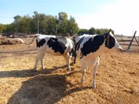 Bull, Russian Black pied cattle — photo 5
