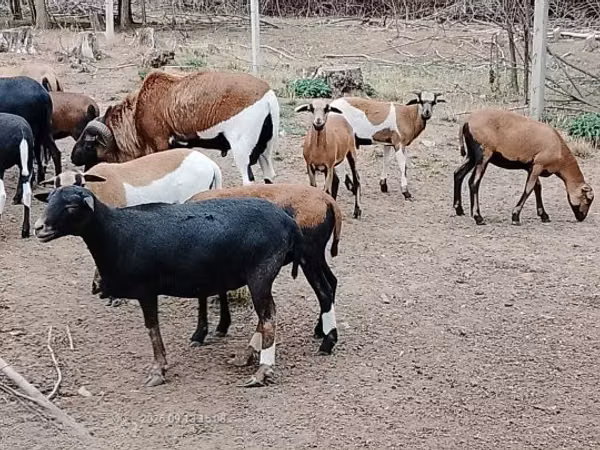 Sheep, Cameroon sheep — Hungary