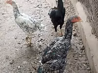 Chickens — zdjęcie 2