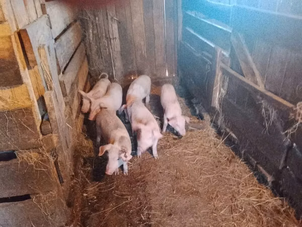 Pigs (batch, sex not specified), Pigs — Kazakhstan