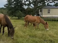 Horse (M), Mule — photo 6