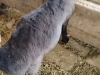 የጎትት አውራ በግ, Sheep — ፎቶ 3