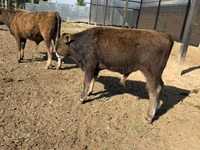 Dibi, Alatau breed — sawirka 6