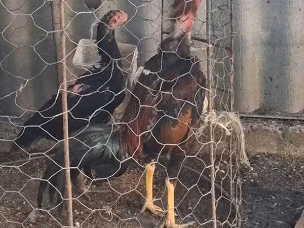 Chickens — 阿塞拜疆