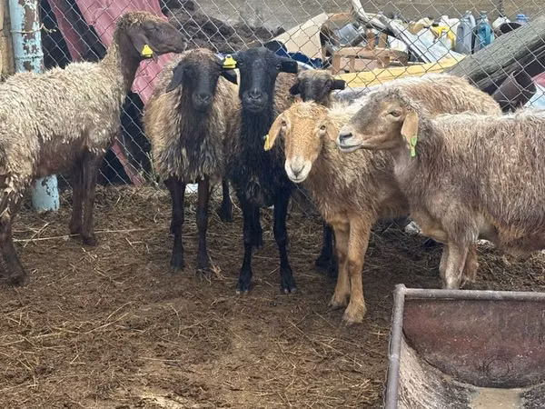 Ram, Sheep — Kazakhstan