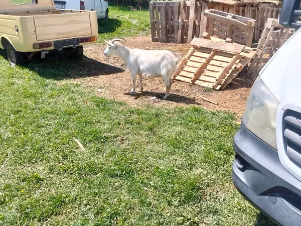 Goat, Goats