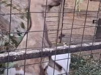 بز نر, بز — عکس 2