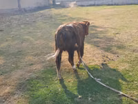 公牛, Cattle — 照片 6