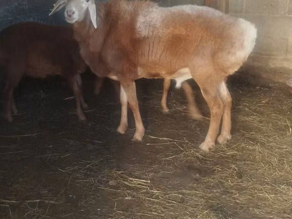 Sheep, Arashan sheep — Kyrgyzstan