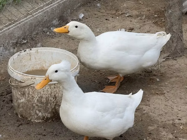 Německý pekin