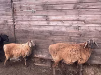 Ram, Kazakh fat-tailed coarsewool sheep — photo 4