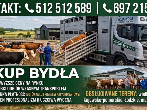Cow, Simmental cattle