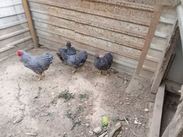 وایندوت