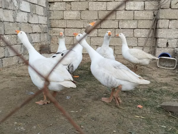 Geese — Asarbajan