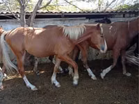 Horse (M), Horses — photo 1