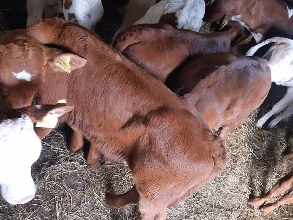 Toro, Simmental cattle — Polonia