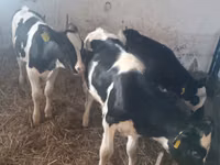 Cow, Russian Black pied cattle — photo 4