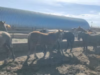 اسب نر, Horse breed — عکس 3