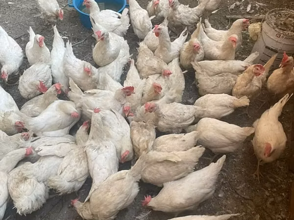 Chickens — Kirgistaan