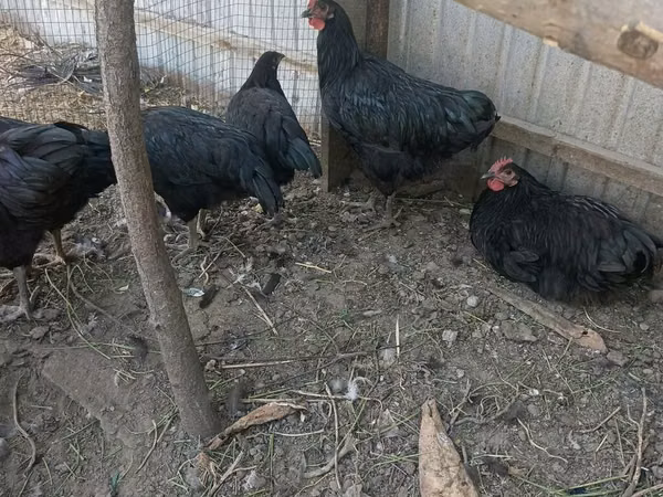 Jersey Giant — Kyrgyzstan