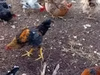 Chickens — عکس 5