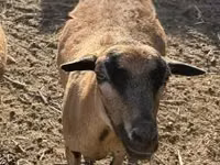แกะ (เป็นล็อต, ไม่ระบุเพศ), Cameroon sheep — รูปภาพ 3