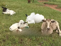 母牛, Cattle — 照片 2