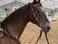 Mare, Appaloosa — photo 2