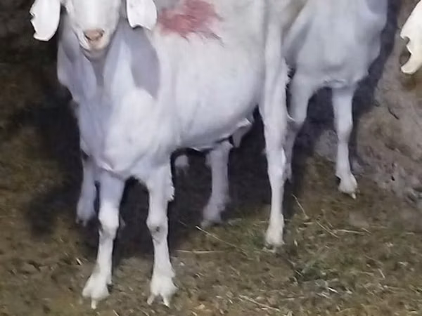 பெண் வெள்ளாடு, Saanen goat