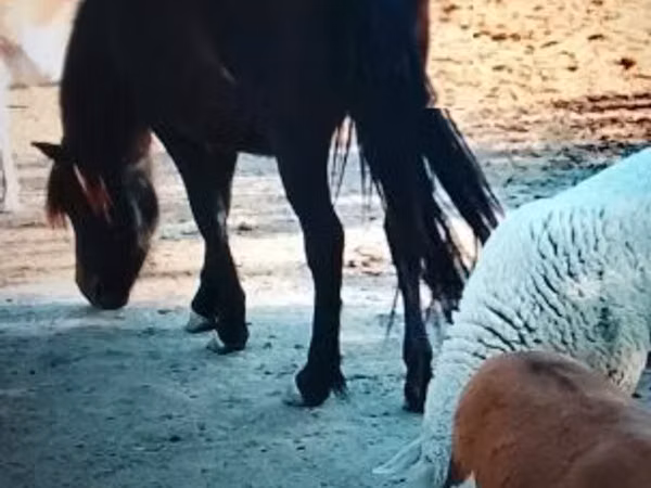 Merrie, Welsh Mountain Pony