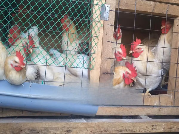 Chickens — Kenya