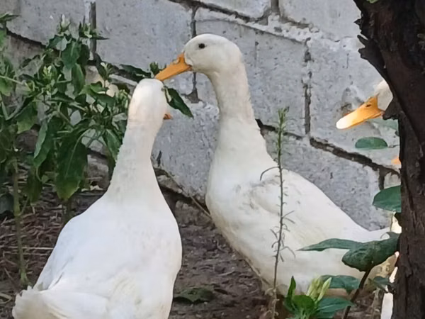 Německý pekin