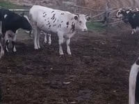 วัวตัวเมีย, Russian Black pied cattle — รูปภาพ 5