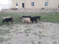 بز ماده, بز — عکس 6