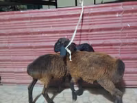 بھیڑیں (گروپ، جنس مذکور نہیں), بھیڑیں — تصویر 3