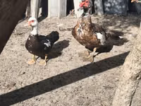 Ducks — फ़ोटो 1