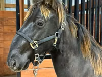 حصان, Rocky Mountain Horse — الصورة 5