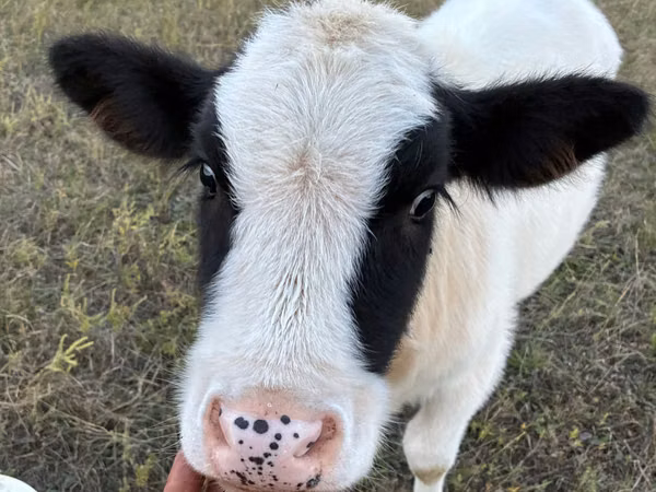 Cow, Simmental cattle — Moldova