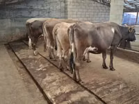 Bou, Bovine — foto 3