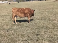Bou, Bovine — foto 2