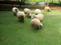 母羊, Hampshire sheep — 照片 1