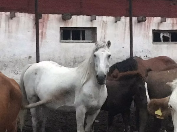 مادیان, اسب — قزاقستان