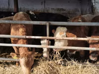 Үхэр (бүлэг, хүйс заагаагүй), Simmental cattle — 6 зураг