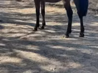 Cavallo, Cavalli — foto 1