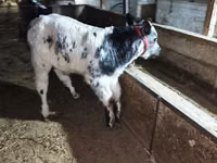Bull, Belgian Blue — photo 3
