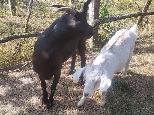 Goat, Goats — Moldova