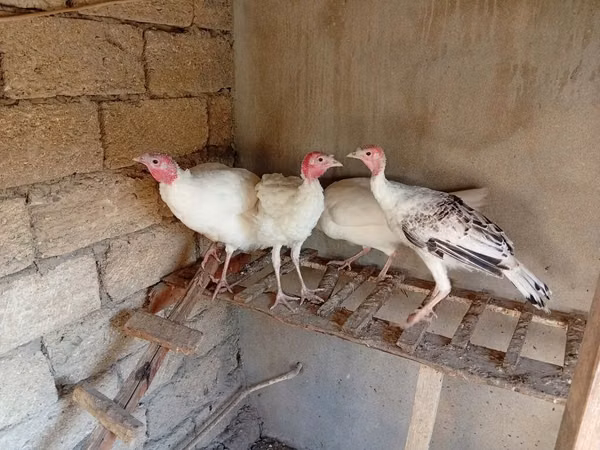 Turkeys — Azerbaijan